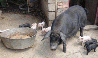 泔水是什么意思（骂女人泔水是什么意思）