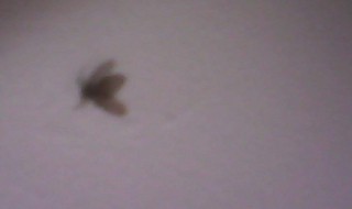 驱除蠓虫的方法（驱蛲虫的土方法）