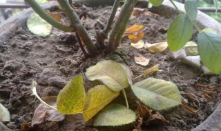 花肥伤根怎么处理（花肥伤怎么办）