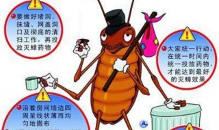 家里为什么有蟑螂（家里为什么有蟑螂呢怎么解决）