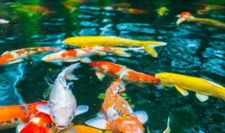 锦鲤烂尾怎么处理的（锦鲤烂尾怎么处理的好）