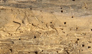 木材起粉虫怎么处理 木材起粉虫怎么处理干净