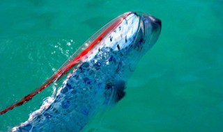 白龙王是什么鱼 白龙王什么意思