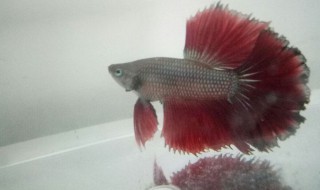 鱼鳍烂了怎么办 鱼鳍烂了怎么办小妙招