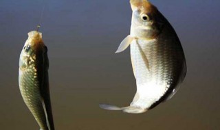 怎样做酸饵钓鲤鱼（酸饵料制作）