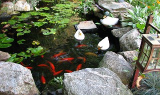 最简单庭院自制小鱼池 最简单庭院自制小鱼池步骤