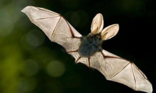 飞机的夜间飞行和蝙蝠有什么关系 飞机的夜间飞行和蝙蝠有什么关系呢解答