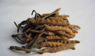 冬虫夏草怎么来的 冬虫夏草怎么来的视频