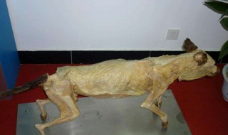 动物皮标本怎样做 动物皮标本怎样做视频