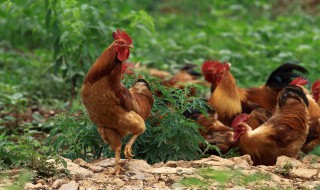 怎样在家做有机肥料（怎样在家做有机肥料呢）