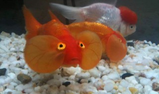 怎样做鱼料养鱼（养鱼鱼料怎样制作）