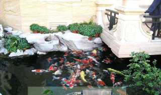 鱼池最简单过滤方法（鱼池最简单过滤方法视频）