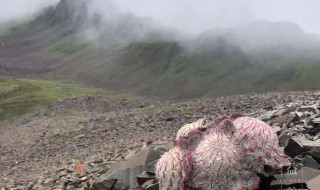 水母雪兔子的介绍（水母雪兔子的介绍图片）