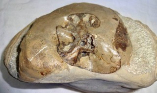 发现海洋生物化石的原因（发现海洋生物化石的原因有哪些）