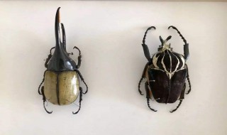 昆虫标本制作方法 昆虫标本制作方法步骤图片