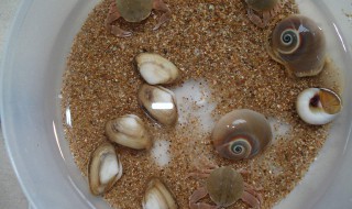 贝壳肉有沙怎么处理 干的贝壳肉有沙子怎么办