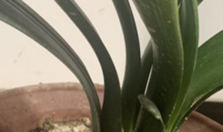 君子兰的家庭养殖方法（君子兰的家庭养殖方法有哪些）