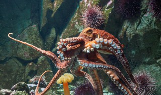 章鱼的血液 章鱼的血液是什么颜色