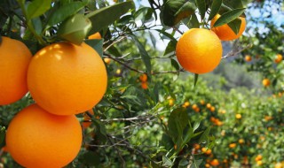 橘子的营养 橘子的营养价值
