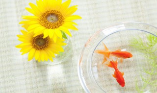 什么是低碳（什么是低碳水饮食）