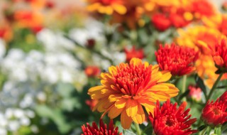 十月开什么花（十月开什么花图片大全）