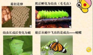 毛毛虫变蝴蝶的过程（毛毛虫变蝴蝶的过程图）