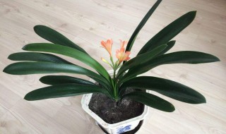 君子兰浇水（君子兰浇水的正确方法）