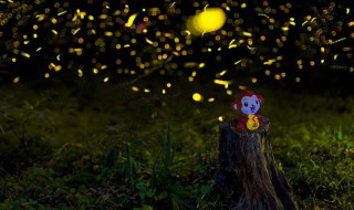 萤火虫的寿命（萤火虫的寿命为什么这么短）