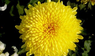 菊花有什么颜色 菊花有什么颜色的图片