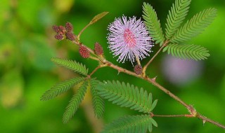 含羞草资料（含羞草资料简介20字）