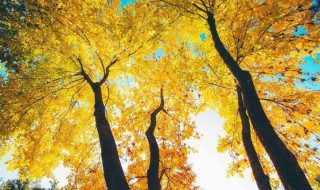 秋天是哪几个月（秋天是哪几个月英语）