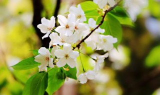 梨花什么时候开（梅花什么时候开放什么季节开花）