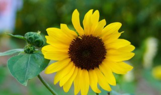 夏令时什么时候开始和结束（冬令时什么时候开始和结束）