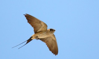 燕子什么时候飞回南方 燕子什么时候飞回南方过冬