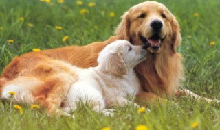 幼犬什么时候驱虫 泰迪幼犬什么时候驱虫