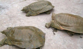 乌龟壳变软了是啥原因 乌龟壳变软了是啥原因一动不动