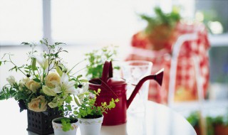 什么花可以净化空气（房间里养什么花可以净化空气）