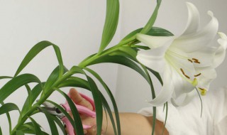 百合花什么时候开花（百合花什么时候开花一天之内）