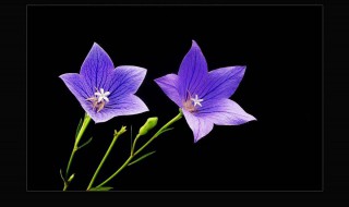 桔梗花的花语是什么 蓝洋桔梗花的花语是什么