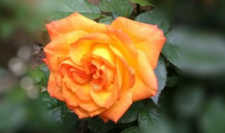 什么颜色的月季花 什么颜色的月季花最好看