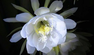 月下美人是什么花 月下美人是什么花的美称