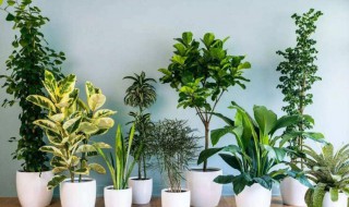 什么花适合在室内养（什么花适合在室内养,不需要阳光）