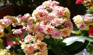 长寿花什么时候开花 冬天长寿花什么时候开花