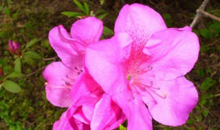 杜鹃花什么时候开花（金佛山杜鹃花什么时候开花）