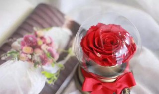 永生花的花语是什么 粉色永生花的花语是什么