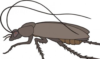 防蟑螂最有效的方法 防蟑螂最有效的方法香皂