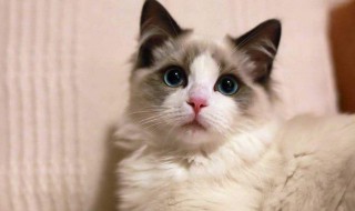 驱猫最有效的方法 汽车驱猫最有效的方法