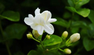 茉莉花是什么颜色 茉莉花是什么颜色?
