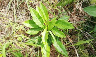 地胆头有什么功效（地胆头有什么功效和副作用）