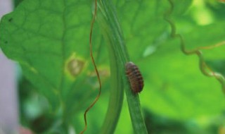 西瓜虫在家里出现的原因 西瓜虫 家里